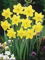 Carlton Narcissus